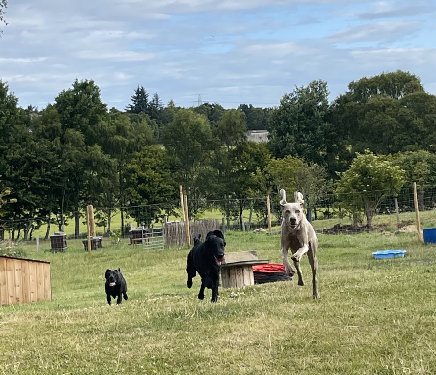Happy dog at Brumley Brae day care